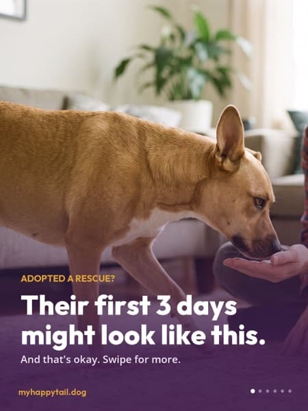 Post: a rescue dog's first three days